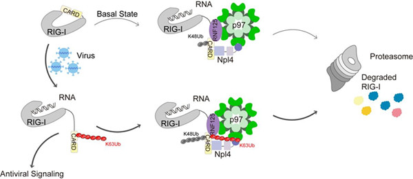 周兆才研究组与黄超兰研究组合作揭示rigimavs抗病毒信号通路调控新