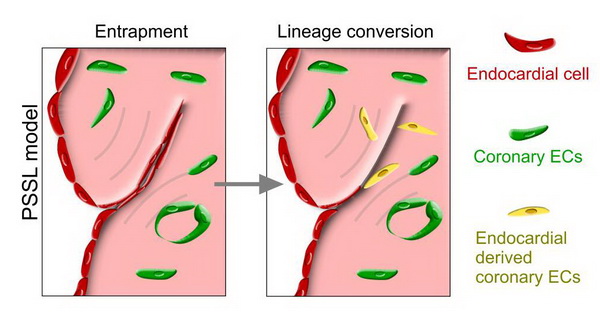心内膜嵌入到心肌层在缺氧等微环境刺激下形成冠状血管内皮细胞