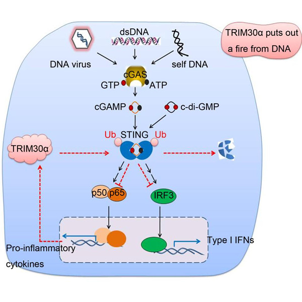 孙兵研究组发现宿主对于dna病毒信号通路中sting调控的新机制