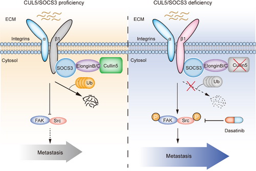 cul5/socs3复合物缺陷通过稳定整合素β1促进小细胞肺癌转移