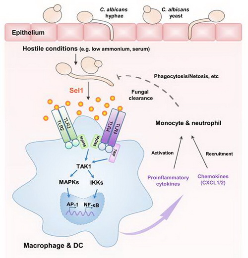 白念珠菌分泌型小蛋白sel1作為一個新的pamp誘導激活宿主免疫應答的